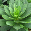 Euphorbia amygdaloides robbiae: Bild 5/5
