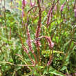 Persicaria amplexicaulis 'Taurus': Bild 1/1