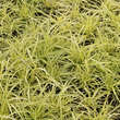 Carex oshimensis 'Evergold': Bild 2/3