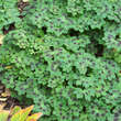 Geranium phaeum 'Samobor': Bild 5/7