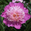 Paeonia lactiflora 'Bowl of Beauty': Bild 1/2