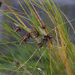 Carex grayi: Bild 2/5
