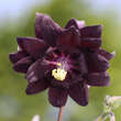 Aquilegia vulgaris 'Black Barlow': Bild 3/4