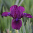 Iris pumila 'Cherry Garden': Bild 1/3