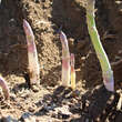 Asparagus officinalis - Bleichspargel: Bild 1/1