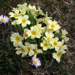 Primula vulgaris: Bild 6/8