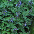 Salvia officinalis 'Berggarten': Bild 1/5