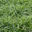 Carex morrowii 'Irish Green': Bild 6/8