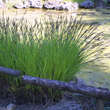 Carex riparia: Bild 3/4