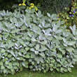Salvia officinalis 'Berggarten': Bild 5/5