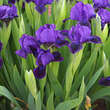 Iris pumila 'Atroviolacea': Bild 3/3