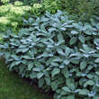 Salvia officinalis 'Berggarten': Bild 3/5