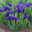 Iris pumila 'Atroviolacea': Bild 1/3