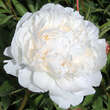 Paeonia lactiflora 'Bowl of Cream': Bild 1/3