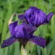 Iris pumila 'Atroviolacea': Bild 2/3