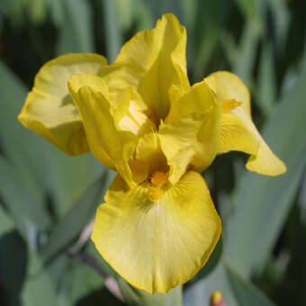 Iris pumila 'Marksman'