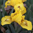 Iris pumila 'Eyebright': Bild 2/2