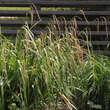 Carex pendula: Bild 3/5