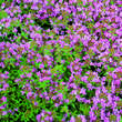 Thymus praecox 'Purple Beauty': Bild 1/4