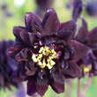 Aquilegia vulgaris 'Black Barlow': Bild 1/4