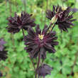 Aquilegia vulgaris 'Black Barlow': Bild 4/4