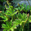Rodgersia sambucifolia: Bild 1/1