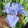 Iris pumila 'Sapphire Gem': Bild 1/2
