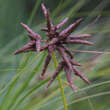 Cyperus longus: Bild 2/5