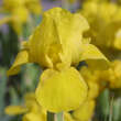 Iris pumila 'Brassie': Bild 1/1
