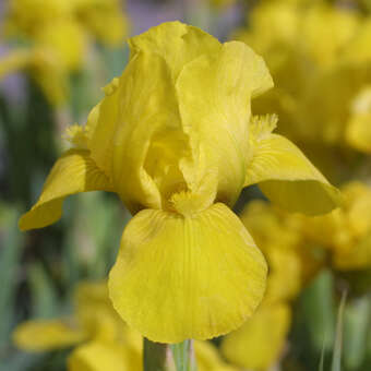 Iris pumila 'Brassie'