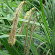 Carex pendula: Bild 2/5
