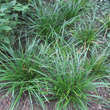 Carex morrowii 'Irish Green': Bild 4/8