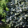 Salvia officinalis 'Berggarten': Bild 2/5