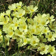 Primula vulgaris: Bild 3/8