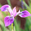 Iris versicolor: Bild 2/2