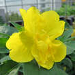 Oenothera fruticosa 'Hohes Licht': Bild 3/3
