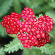 Achillea millefolium 'Red Velvet': Bild 1/4