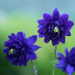 Aquilegia vulgaris 'Blue Barlow': Bild 2/4