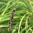 Carex flacca: Bild 3/4