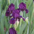 Iris pumila 'Cherry Garden': Bild 2/3