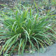 Carex pendula: Bild 4/5