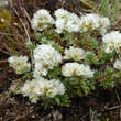 Paronychia kapela serpyllifolia: Bild 1/1