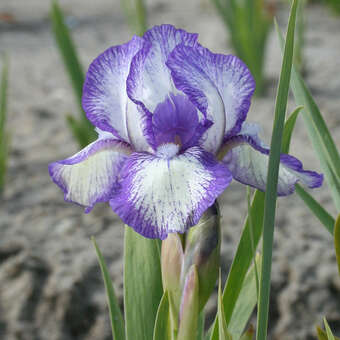 Iris pumila 'Petite Polka'