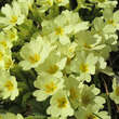Primula vulgaris: Bild 1/8
