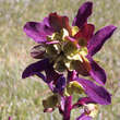 Euphorbia amygdaloides 'Purpurea': Bild 3/5