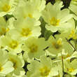 Primula vulgaris: Bild 2/8