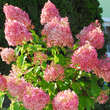 Hydrangea paniculata 'Pinky Winky': Bild 3/8