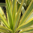 Yucca filamentosa 'Color Guard': Bild 2/4