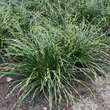 Carex morrowii 'Irish Green': Bild 5/8