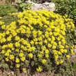 Sedum floriferum 'Weihenstephaner Gold': Bild 3/5